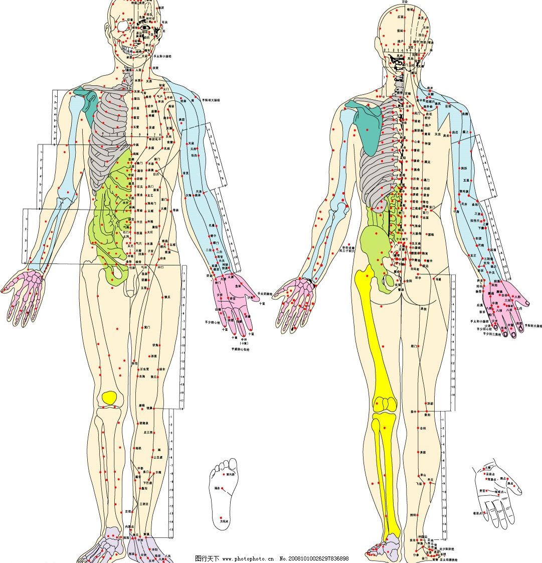 矢量经络穴位图ai图片医疗保健生活百科图行天下图库 