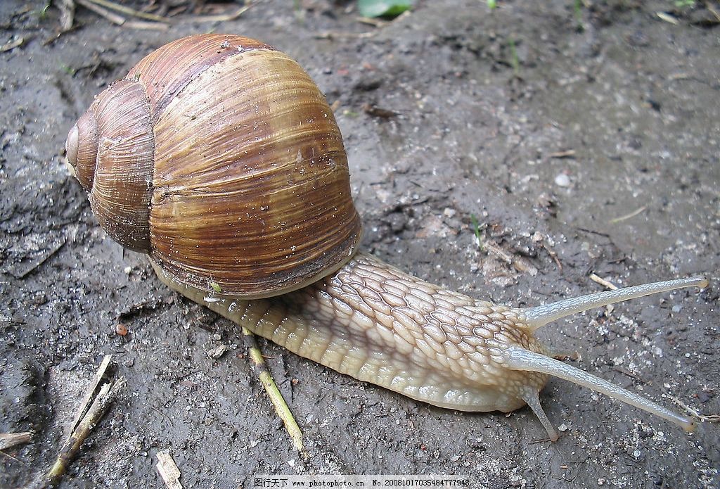 Snails in the Rain 2013 - IMDb