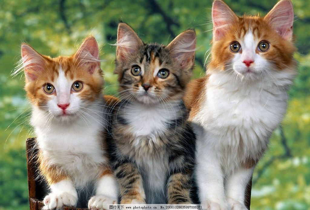 三只可爱的小花猫 猫 家猫 小猫 猫咪 生物世界 家禽家畜 摄影图库 72