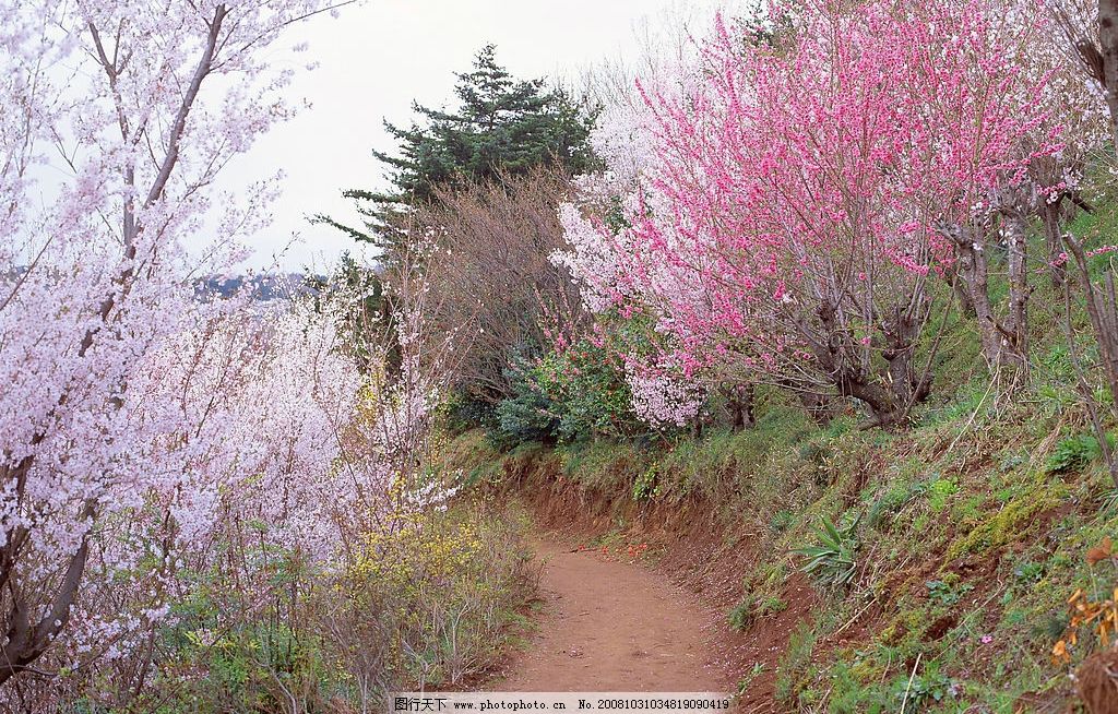 桃花 美丽桃花盛开中 自然景观 自然风景 摄影图库 350dpi jpg