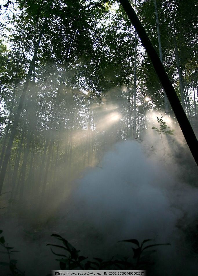 竹 竹林图片_山水风景_自然景观_图行天下图库