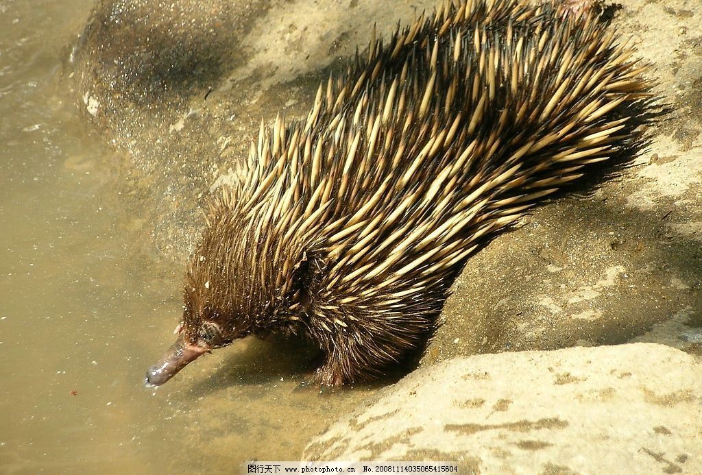 公袋鼠有育儿袋_动物世界