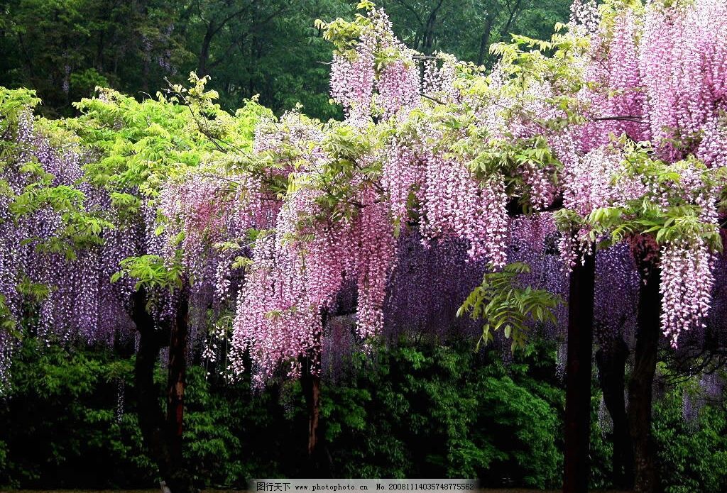 《丁香结》与《紫藤萝瀑布》的人物精神(态度)有什么共同点