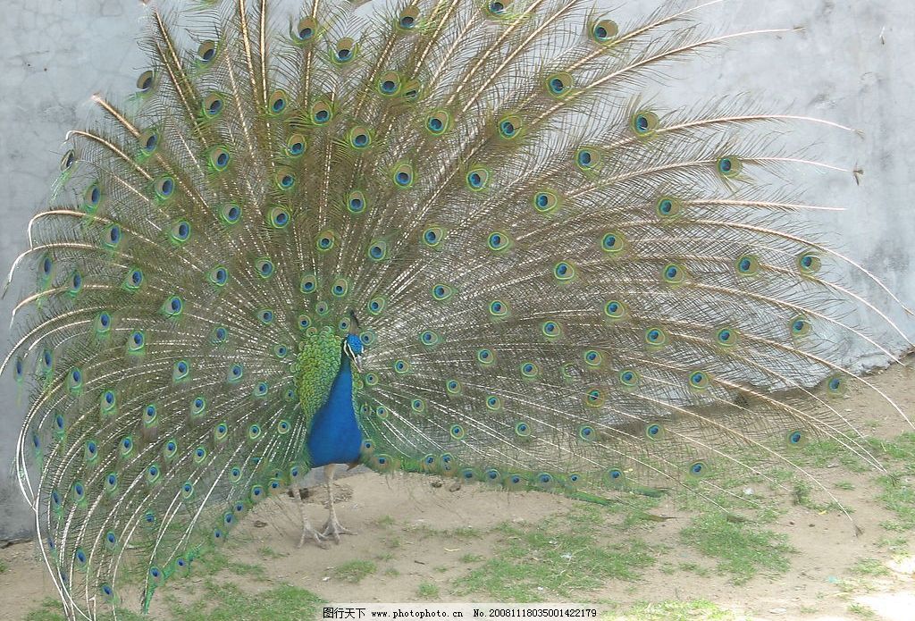 孔雀开屏的加针方法