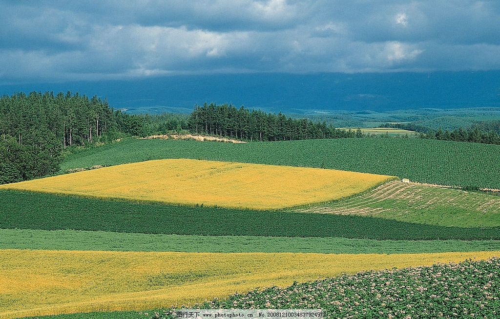 稻田图片 自然风光 自然景观 田园风景 蓝天 白云 稻田 水稻 农家