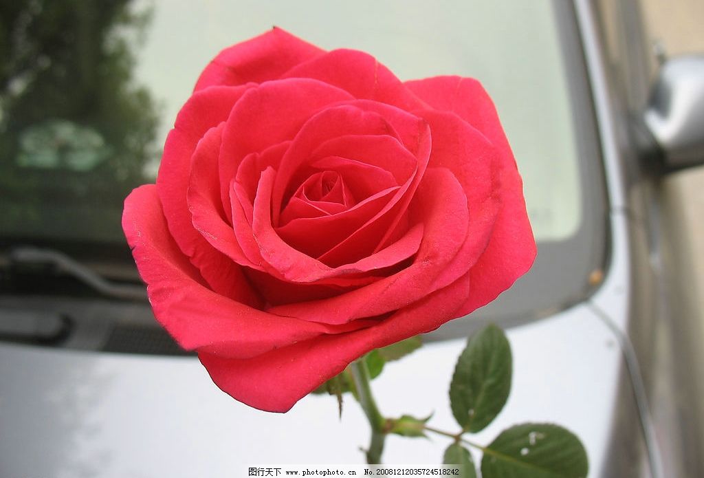 一支玫瑰花壁纸|一只玫瑰花图片_花草_生物世界