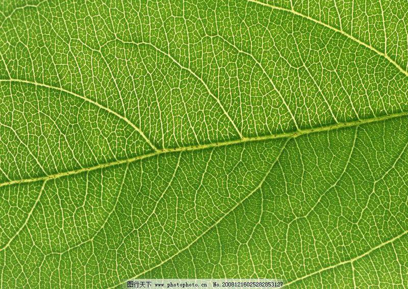 绿叶脉络0177