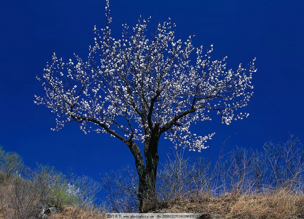 开花的树 天空 蓝天 树 荒原 旅游摄影 自然风景 摄影图库 300dpi jpg