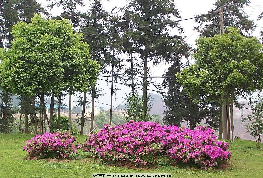 杜鹃花 自然景观 自然风景 摄影图库 230dpi jpg