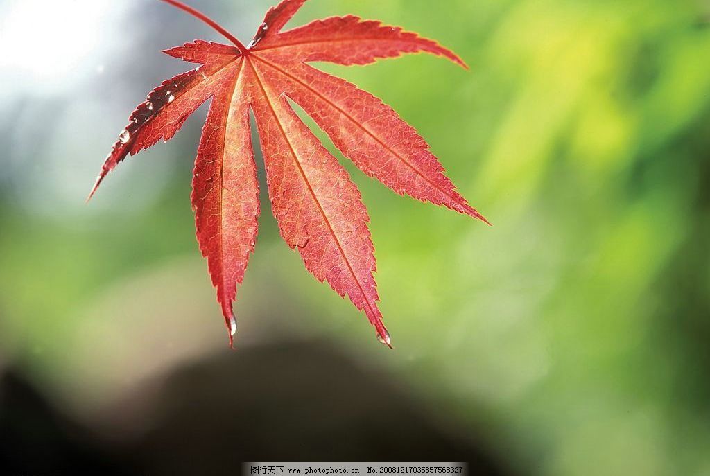 红色枫叶 树叶 植物 自然景观 自然风景 摄影图库