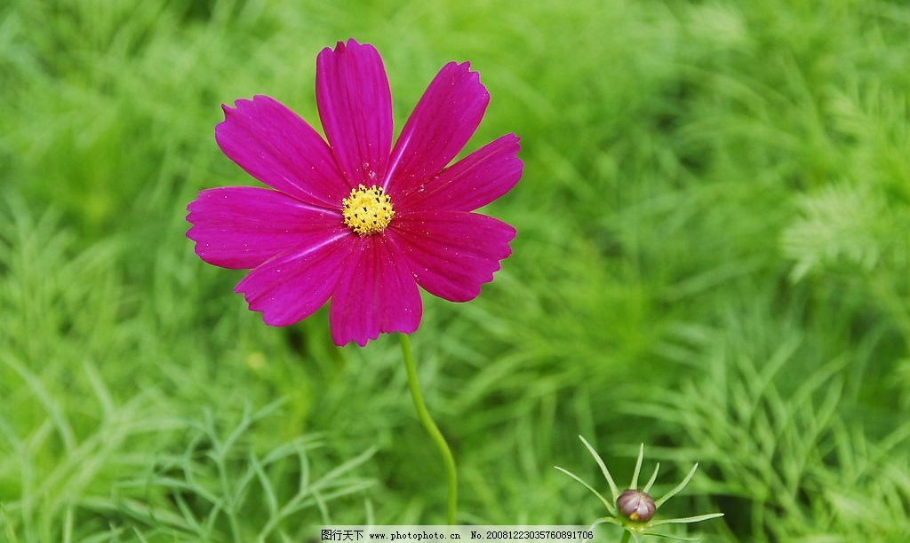 小花图片