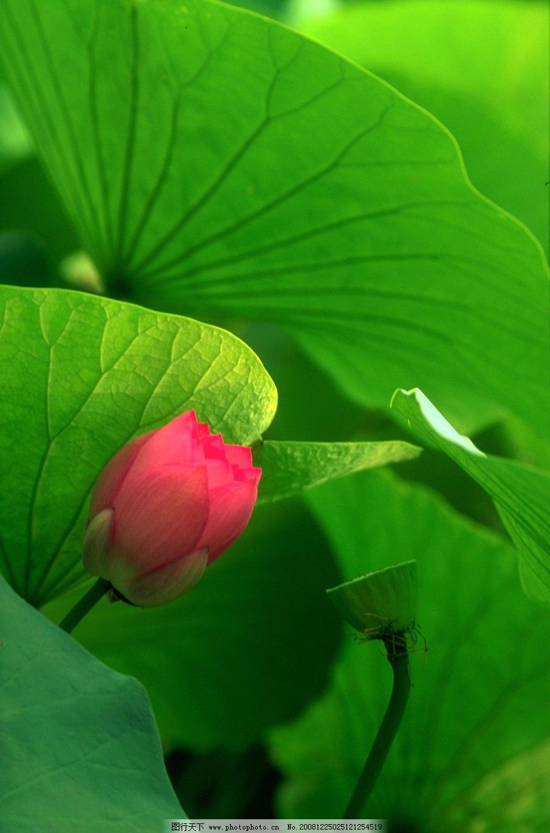 荷花意境0013