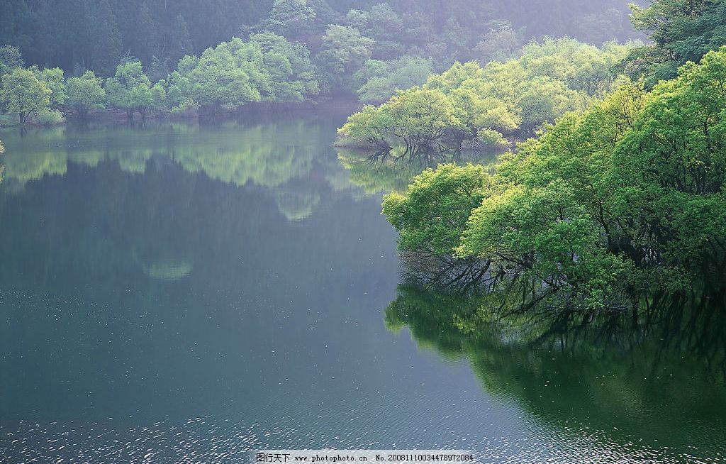 大树树根图片素材 自然 风景 树根 树林 森林 大树 阳光 花草树木