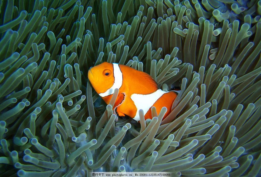 小丑鱼 动物 海洋动物 海底世界 鱼类 摄影图库